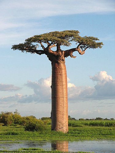 Адансония Грандидье (Adansonia grandidieri) — эндемик Мадагаскара.