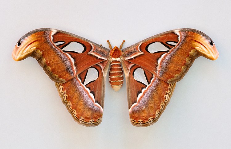 Самка бабочки Attacus atlas