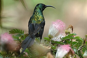 Nectarinia kilimensis.