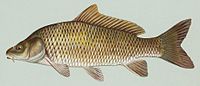 Cyprinidae (Carps and Minnows)