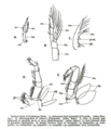 様々な甲殻類の二叉型附属肢（en: 内肢、ex: 外肢、ep: 外葉）