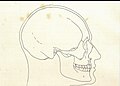 Anatomisk Profilrekonstruktion af Dronning Sophie af Fr. C. C. Hansen, faciebat. (1914)