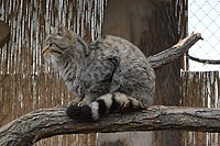 Felis silvestris silvestris (кіт лісовий європейський)