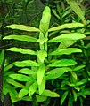 Hygrophila polysperma