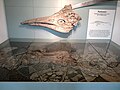 Ichthyosaurier Leptopterygius trigonodon, (Leptonectes) Schädel und Knochenlager
