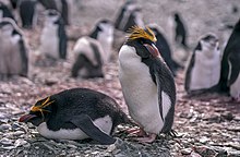 Gulltoppingvinar på Livingston Island i Antarktis