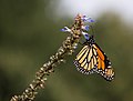 Image 100Monarch butterfly