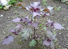 Red Shiso, used to color Umeboshi red, in Kaga, Ishikawa Japan