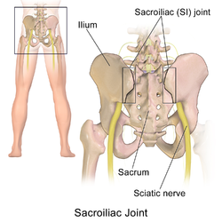 Sacroiliac joint.