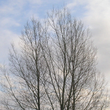 Digitalt billede t.v. af et træ indeholdende et steganografisk billede. Det indeholdte billede af en kat ses til højre.