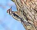 Image 58Yellow-bellied sapsucker in Central Park