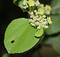 Ziziphus xylopyrus in Hyderabad, India.