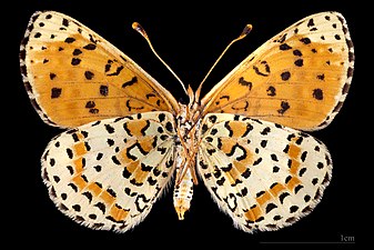 Melitaea didyma occidentalis ♀ △