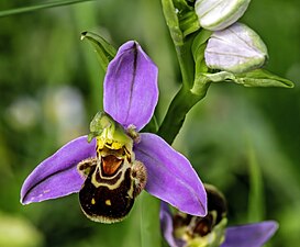 Fleur d’Ophrys apifera.