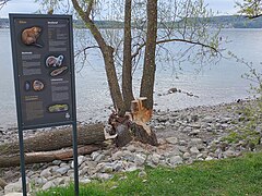 Angenagter Baum am Ufer des Bodensees