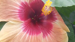 A big, péach and crimson colored hibiscus, the Botanical Garden, Leiden, Netherlands