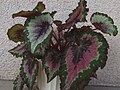 Barevný list Begonia rex