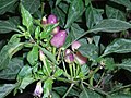 rokoto Capsicum frutescens