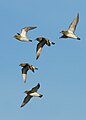 Group in flight, showing the white axillary feathering; December, Delta del Llobregat, Barcelona, Spain