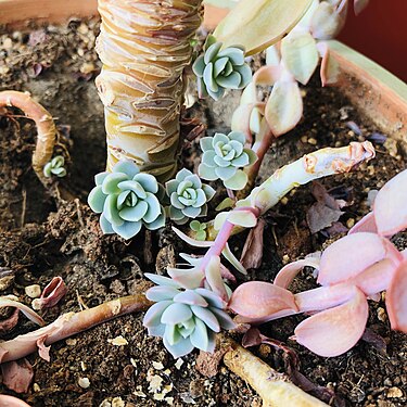 Echeveria secunda