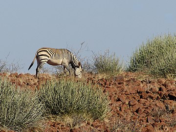 Zèbre de montagne de Hartmann sauvage