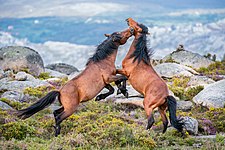 Garranos fight Photograph: Norbertoe