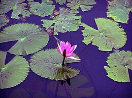 Indiai vörös tündérrózsa (Nymphaea rubra var. longiflora) a Hévízi-tóban