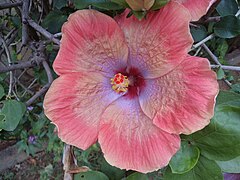 Hibiscus flower