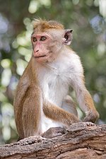 Macaco de Sri Lanka