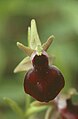 Ophrys helenae