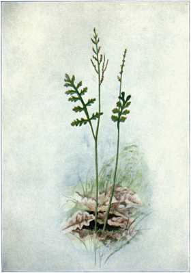Botrychium matricariifolium[1]