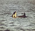 Zwoa Orcas im Tysfjord