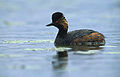 Feketenyakú vöcsök (Podiceps nigricollis)