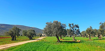 נוף שומרוני ברכס איתמר