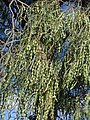 Seed pods, south of Moree