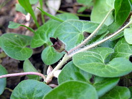 Europinė pipirlapė (Asarum europaeum)