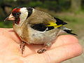 tengelic (Carduelis carduelis)