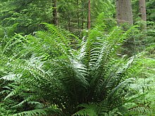 Dryopteris affinis