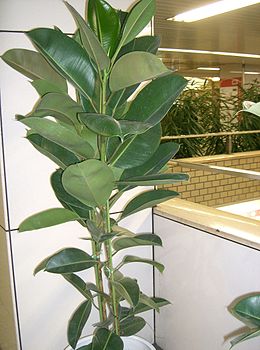 Szobafikusz (Ficus elastica)