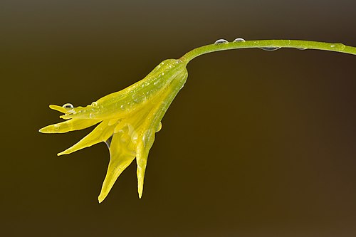 Väikese kuldtähe avanev õis (läbimõõt umbes 1 cm)