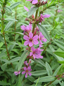 Lythrum anceps(Flower).jpg