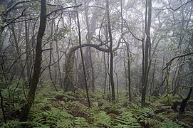 Interior del bosque de laurisilva
