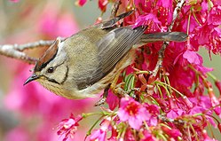 Taiwanyuhina (Y. brunneiceps)