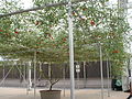 A "tomato tree"