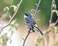 Image 87Male yellow-rumped warbler singing in Green-Wood Cemetery