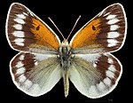 Colias christophi, ♂