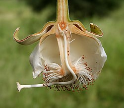 Blüte des Afrikanischen Affenbrotbaums (von Marco Schmidt)