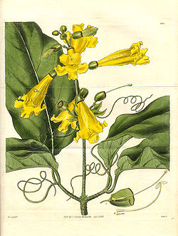 Bignonia grandifolia.