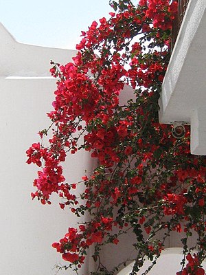 En Bougainvillea