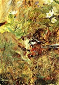 Weasel with Chaffinch, 1888